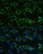 GluD1 Antibody in Immunocytochemistry (ICC/IF)