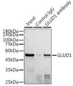 GluD1 Antibody in Immunoprecipitation (IP)