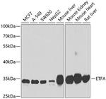 ETFA Antibody in Western Blot (WB)