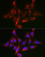 SHC Antibody in Immunocytochemistry (ICC/IF)