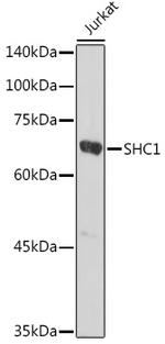 SHC Antibody in Western Blot (WB)