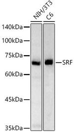 SRF Antibody in Western Blot (WB)