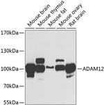 ADAM12 Antibody in Western Blot (WB)