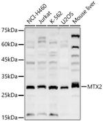 MTX2 Antibody in Western Blot (WB)