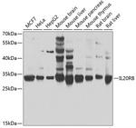 IL20RB Antibody in Western Blot (WB)