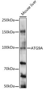 ATG9A Antibody in Western Blot (WB)