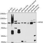 HPa2 Antibody in Western Blot (WB)