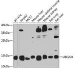 UBE2D4 Antibody in Western Blot (WB)