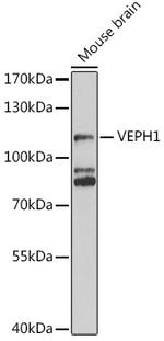 VEPH1 Antibody in Western Blot (WB)