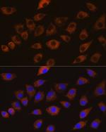 SAP97 Antibody in Immunocytochemistry (ICC/IF)