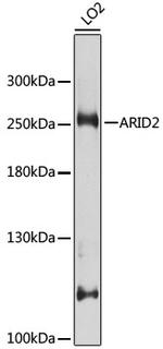 ARID2 Antibody in Western Blot (WB)