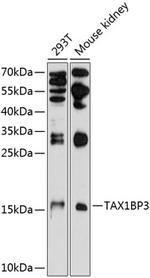 TAX1BP3 Antibody in Western Blot (WB)