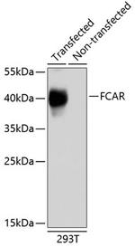 FCAR Antibody in Western Blot (WB)
