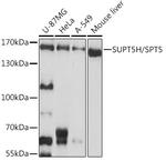 SPT5 Antibody in Western Blot (WB)