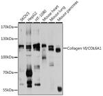 COL6A1 Antibody in Western Blot (WB)