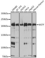 BAZ1B Antibody in Western Blot (WB)