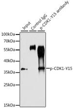 Phospho-CDK1 (Tyr15) Antibody in Immunoprecipitation (IP)