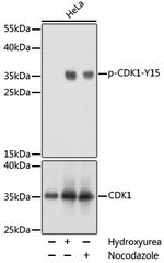 Phospho-CDK1 (Tyr15) Antibody in Western Blot (WB)