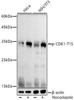 Phospho-CDK1 (Tyr15) Antibody in Western Blot (WB)