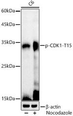 Phospho-CDK1 (Tyr15) Antibody in Western Blot (WB)