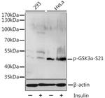 Phospho-GSK3 alpha (Ser21) Antibody in Western Blot (WB)