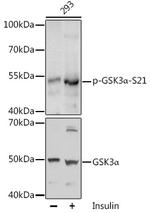 Phospho-GSK3 alpha (Ser21) Antibody in Western Blot (WB)