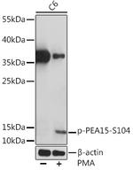 Phospho-PEA15 (Ser104) Antibody in Western Blot (WB)