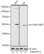 Phospho-cGAS (Ser420) Antibody in Western Blot (WB)