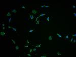 FNDC5 Antibody in Immunocytochemistry (ICC/IF)