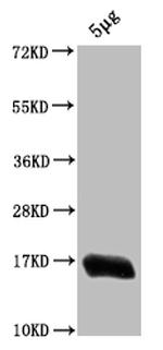 E. coli (strain K12) H-NS Antibody in Western Blot (WB)