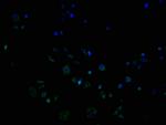 OR9G1 Antibody in Immunocytochemistry (ICC/IF)