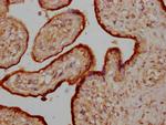 Osteocrin Antibody in Immunohistochemistry (Paraffin) (IHC (P))