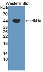 TCN1 Antibody in Western Blot (WB)