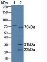 SYNC Antibody in Western Blot (WB)