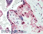 Spectrin beta-4 Antibody in Immunohistochemistry (Paraffin) (IHC (P))