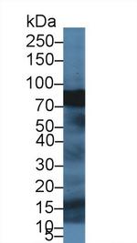 Spectrin beta-4 Antibody in Western Blot (WB)