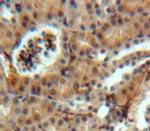 Sostdc1 Antibody in Immunohistochemistry (Paraffin) (IHC (P))