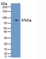 PLAA Antibody in Western Blot (WB)