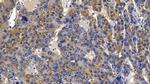 PGRP-S Antibody in Immunohistochemistry (Paraffin) (IHC (P))