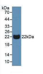 PGRP-S Antibody in Western Blot (WB)