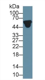 ORM1 Antibody in Western Blot (WB)