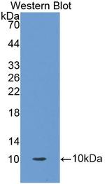 Oncomodulin Antibody in Western Blot (WB)