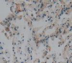 OLFM3 Antibody in Immunohistochemistry (Paraffin) (IHC (P))