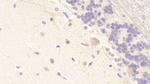 MXRA5 Antibody in Immunohistochemistry (Paraffin) (IHC (P))