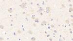 MXRA5 Antibody in Immunohistochemistry (Paraffin) (IHC (P))