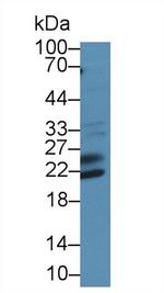 SHISA4 Antibody in Western Blot (WB)