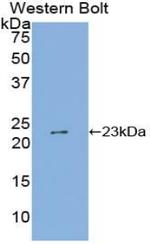 SHISA4 Antibody in Western Blot (WB)