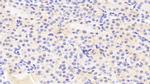 Gtf2h5 Antibody in Immunohistochemistry (Paraffin) (IHC (P))