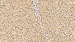 FGF23 Antibody in Immunohistochemistry (Paraffin) (IHC (P))