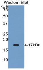 FGF23 Antibody in Western Blot (WB)